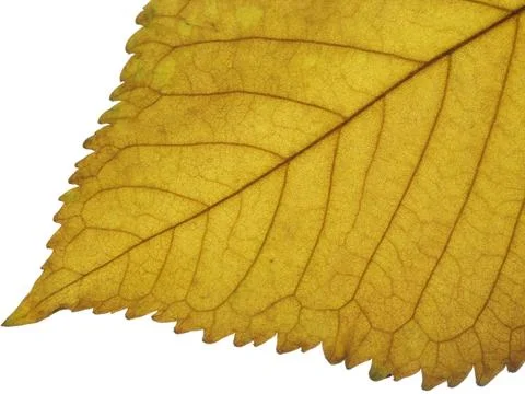 Autumn leaf Single fall leaf against white Natural colors and textures Stock Photos