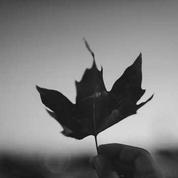 Autumn leaf in the sky Stock Photos