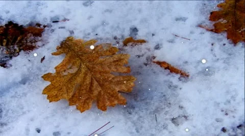 Autumn Leaf In Snow Stock Footage 10046197