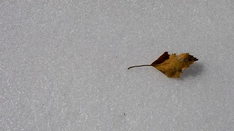 Autumn leaf in the snow Stock Footage 88395062
