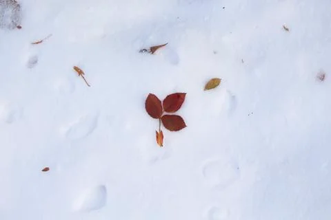 Autumn leaf in the snow. Stock Photos