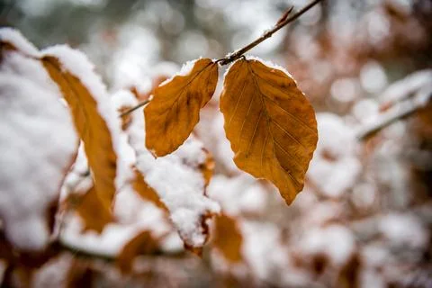 Autumn leaf in the snow Stock Photos