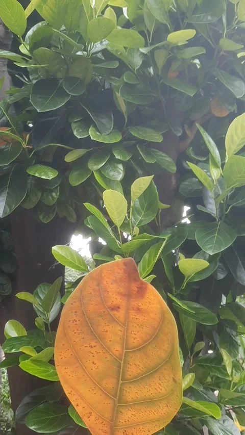 Autumn Leaf in Spring, Vertical Stock-Footage 329599393