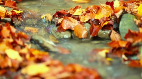 Autumn leaf on stone in a creek Stock Footage 44390111