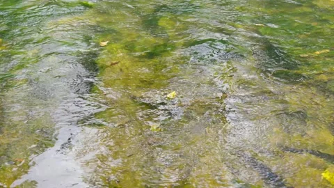 Autumn Leaf In A Stream Stock Footage 305585867