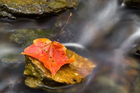 Autumn Leaf in Stream Stock Photos