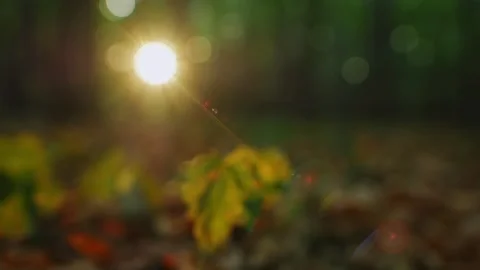 Autumn leaf in the sun defocused Stock Footage 273007598