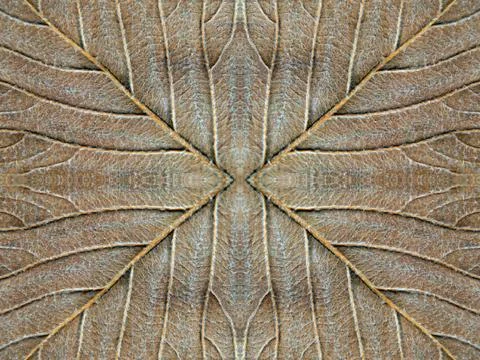 Autumn leaf symmetrical texture. Foto stock