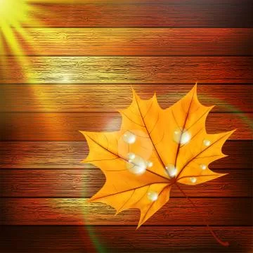 Autumn Leaf template. plus EPS10 스톡 일러스트