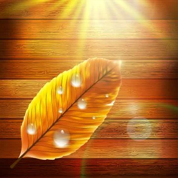 Autumn Leaf template. plus EPS10 Stock Illustration