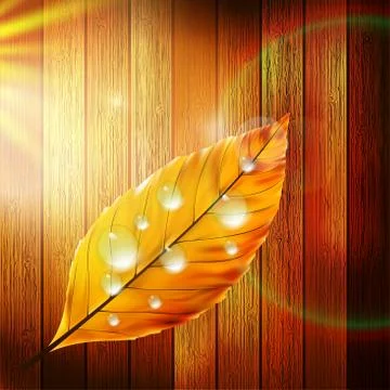 Autumn Leaf template. plus EPS10 Stock Illustration
