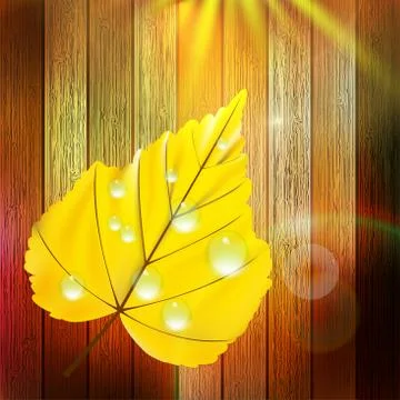 Autumn Leaf template. plus EPS10 스톡 일러스트
