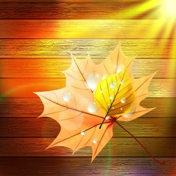 Autumn Leaf template. plus EPS10 Stock Illustration