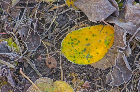 Autumn leaf texture. Colored falling leafs background Stock Photos