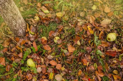 Autumn leaf texture. Colored falling leafs. Autumn leaves lying on the ground Fotos de archivo