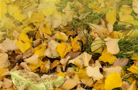 Autumn leaf texture. Colored falling leafs. Autumn leaves lying on the ground Stock Photos