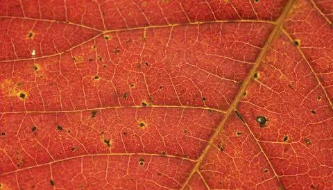 Autumn leaf texture computer wallpaper, high definition background Stock Photos