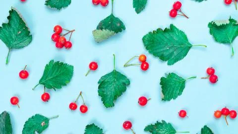 Autumn leaf texture. Nature pattern: dry leaves, green leafs, red fruits Rowa Stock Photos