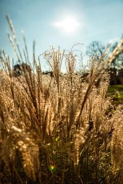 Autumn Leaf texture pattern background Stock Photos