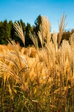 Autumn Leaf texture pattern background Stock Photos
