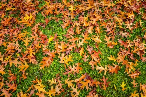 Autumn Leaf texture pattern background Stock Photos