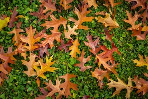 Autumn Leaf texture pattern background Stock Photos