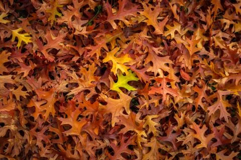 Autumn Leaf texture pattern background Stock Photos