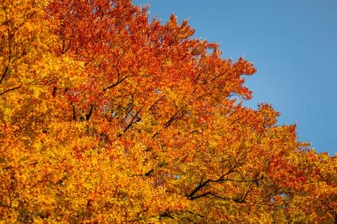 Autumn Leaf texture pattern background Stock Photos