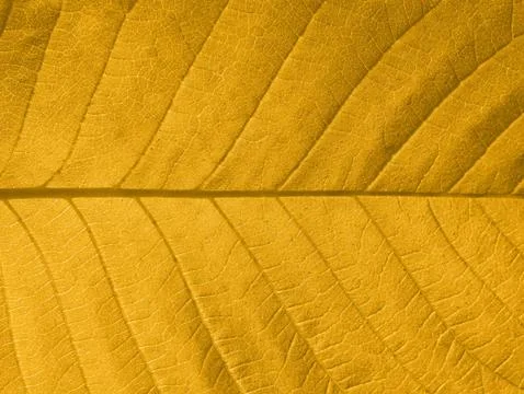 Autumn leaf texture Stock Photos
