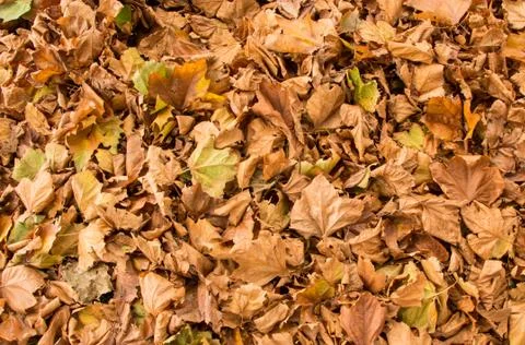 Autumn leaf texture Stock Photos
