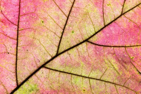 Autumn leaf texture Stock Photos