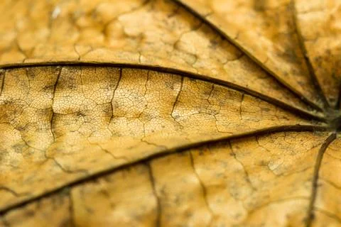 Autumn leaf texture Stock Photos