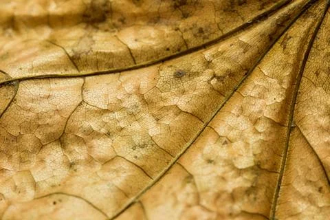 Autumn leaf texture Stock Photos