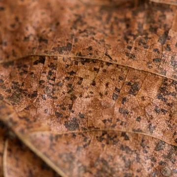 Autumn leaf texture Stock Photos