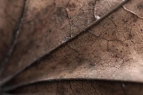 Autumn leaf texture Stock Photos