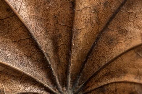 Autumn leaf texture Stock Photos