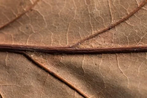 Autumn leaf texture Stock Photos