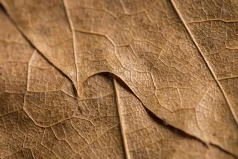Autumn leaf texture Stock Photos