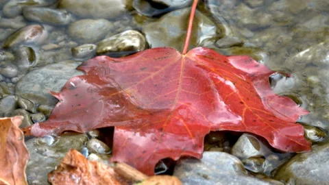 Autumn leaf on top of rocks at the edge of a flowing river Stock Footage 141779573