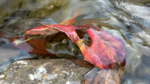 Autumn leaf on top of rocks on a flowing river Stock Footage 141780062