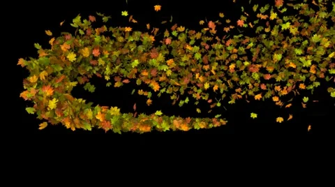 Autumn leaf trail Stock Footage 2626048