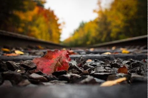 Autumn Leaf on Train Tracks Fotos Stock
