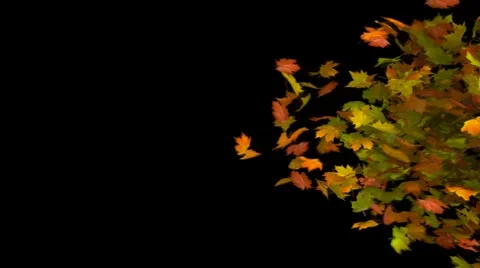 Autumn leaf transition Stock-Footage 2653081