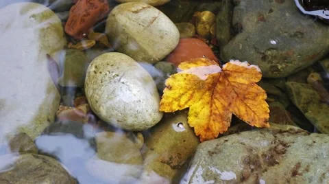 Autumn Leaf trapped between Pebbles in a fast flowing Stream Stock Footage 67830758