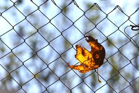 Autumn Leaf Trapped in Chain-Link Fence with Sunlight Stock Photos