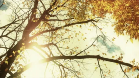 Autumn leaf in tree background Stock-Footage 48463871