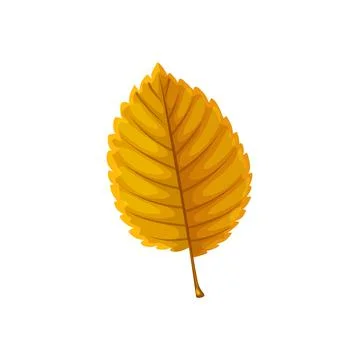Autumn leaf of tree, fall forest foliage, isolated Stock Illustration