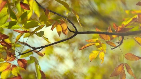 Autumn leaf on the tree Stock Footage 44390689