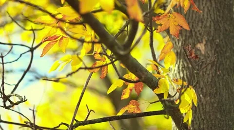 Autumn leaf on the tree Stock Footage 44390748