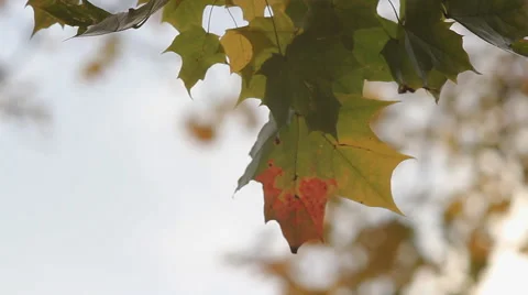 Autumn leaf on the tree. Stock Footage 68699275